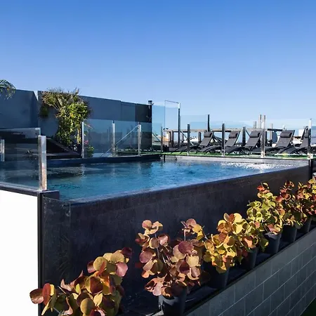 Coccoloba 科拉雷侯